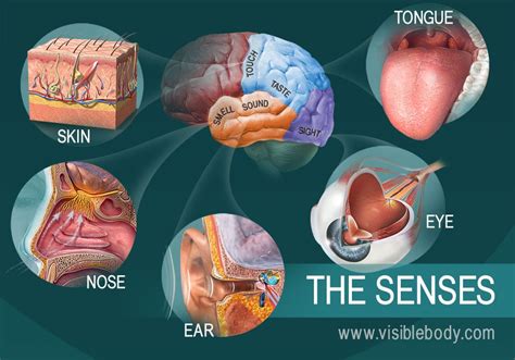 sensory anatomy